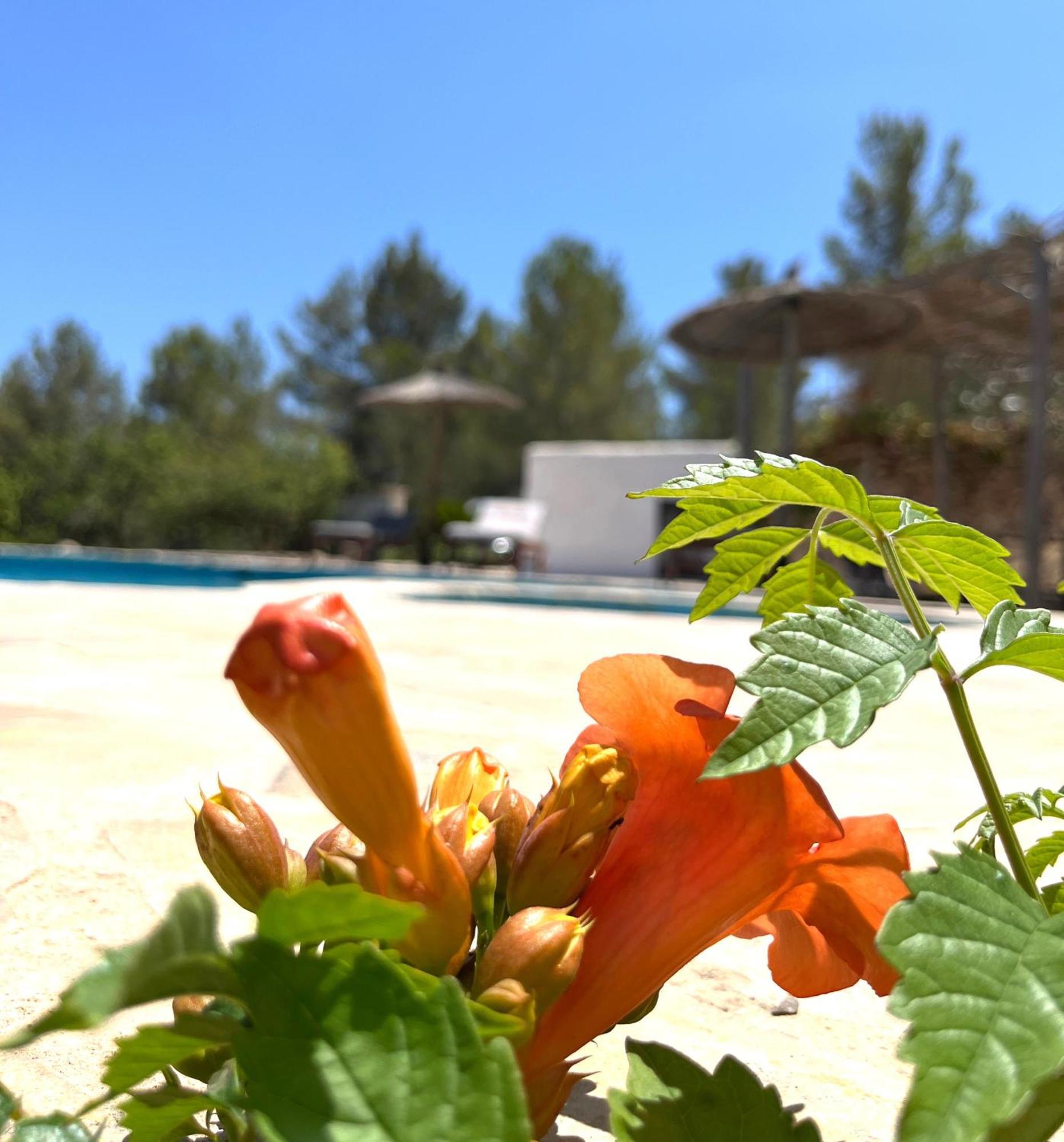 סן ז'ואן דה לבריג'ה Villa Can Mestreso Suite Ibiza מראה חיצוני תמונה