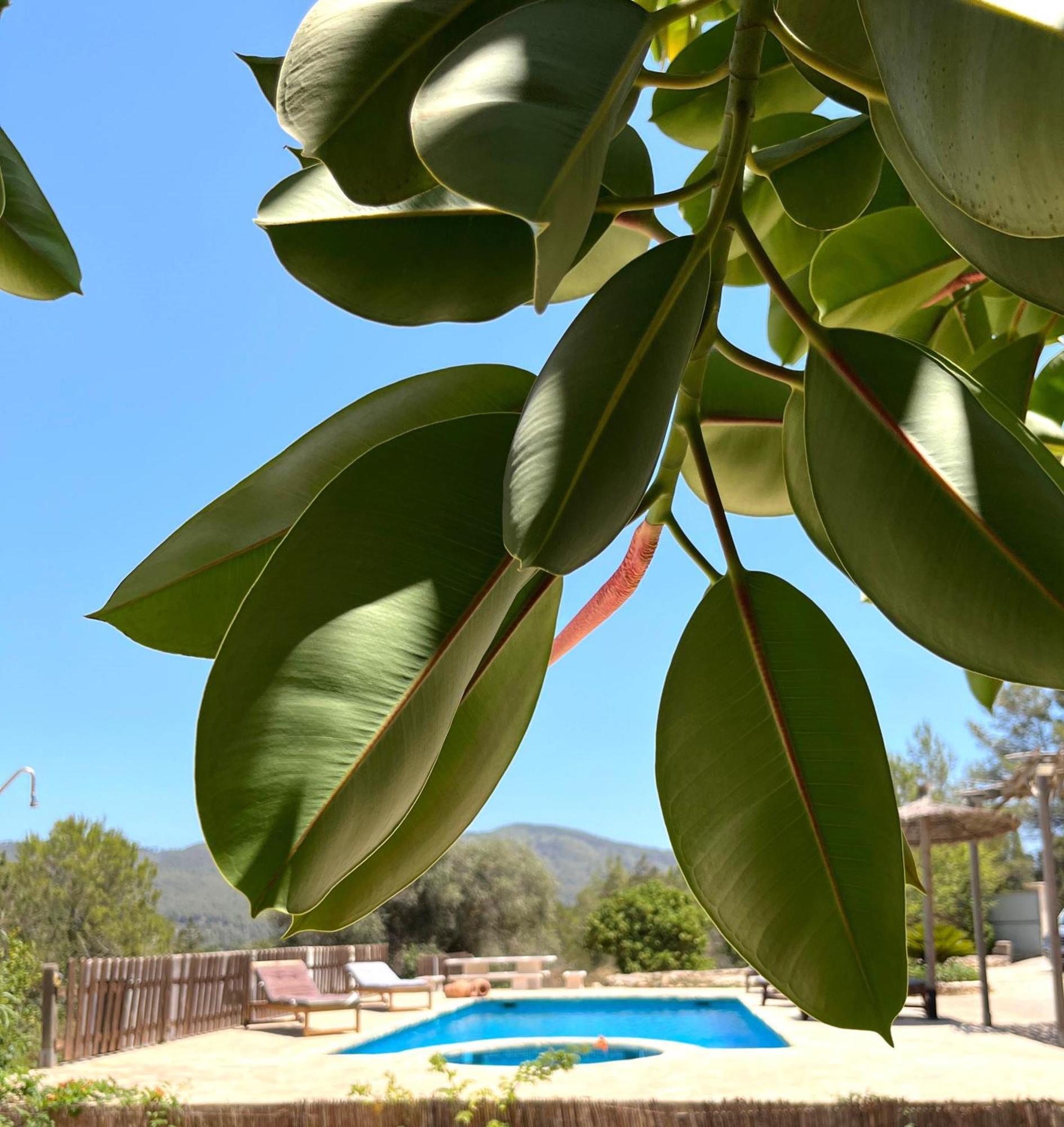 סן ז'ואן דה לבריג'ה Villa Can Mestreso Suite Ibiza מראה חיצוני תמונה